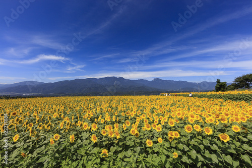 Yatsugatake and sunflower field in full bloom - August of Japan - © norimoto