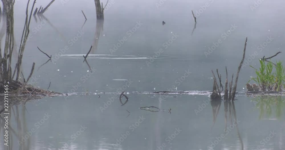 Rushes in the lake. Green and young reed. Yellow water lilies in 4K, UHD. Rushes in the lake. Green and young reed. Yellow water lilies in 4K, UHD.