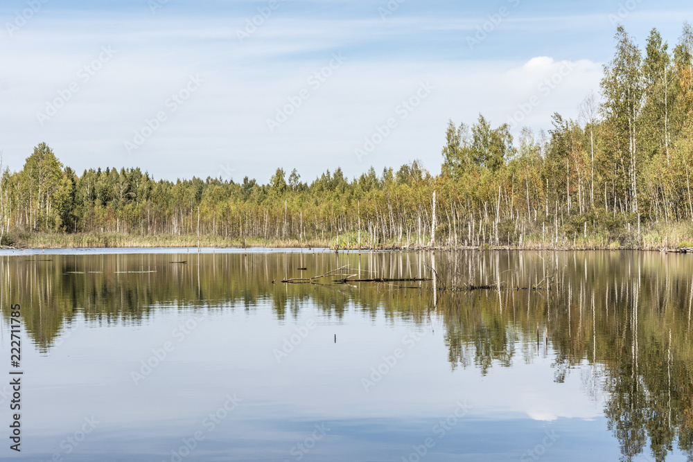 a blue small lake is located in the forest, gulf with growing trees and driftwood, wild nature background