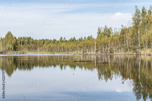 a blue small lake is located in the forest  gulf with growing trees and driftwood  wild nature background