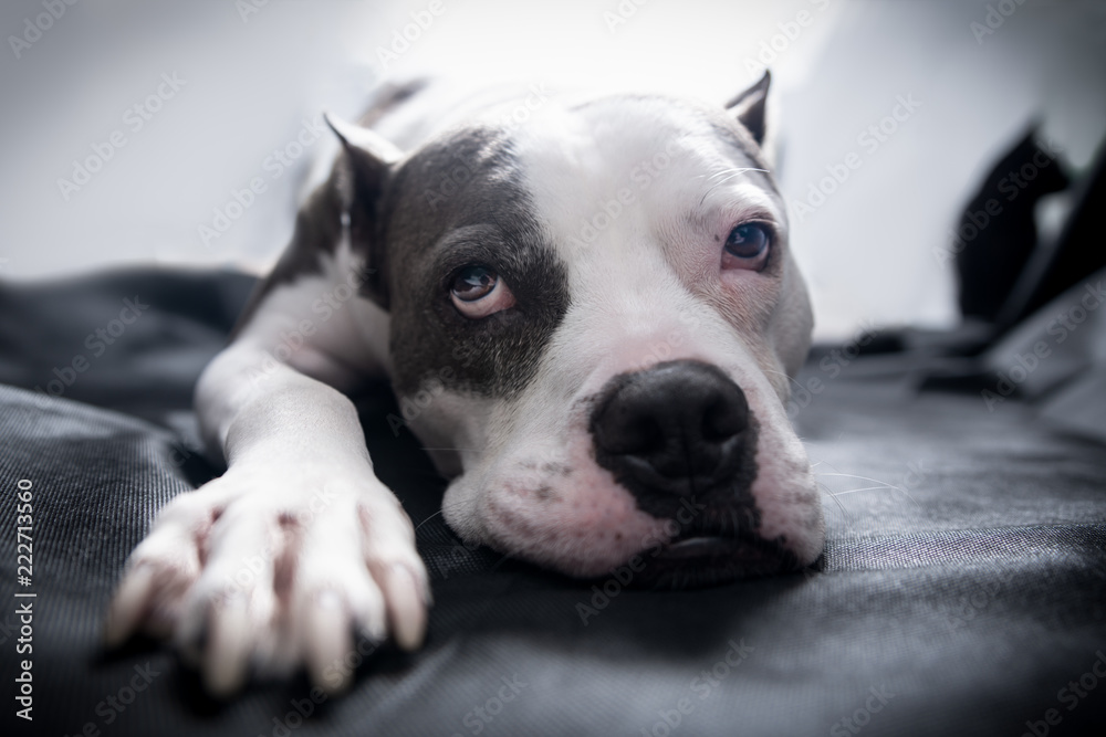 An American Staffordshire Terrier Pitbull dog lays on a blanket with bright backlighting and a sleepy exhausted wistful look on its face