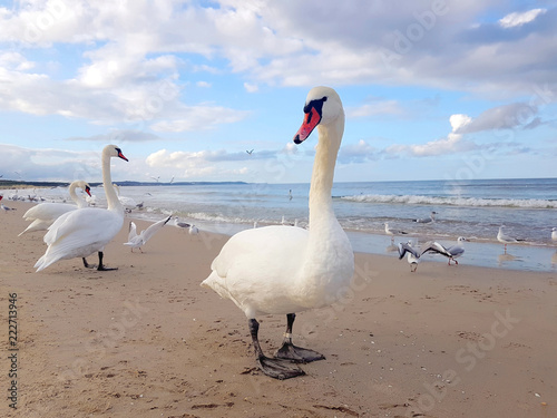 Swans, Seagull and birds hanging out by the beach