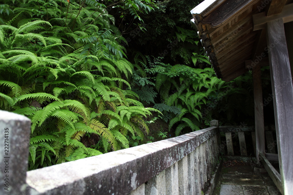 本光寺の裏山のシダ植物 本光寺の裏山のシダ植物