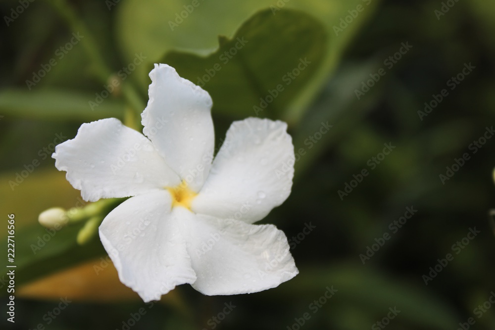 Closeup of white Sampaguita Jasmine or Arabian Jasmine.