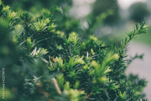 Flores del campo en primavera