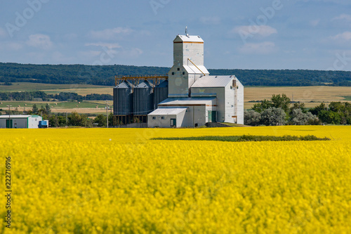 Grain Elevator Behind Bright Yellow Canola Field