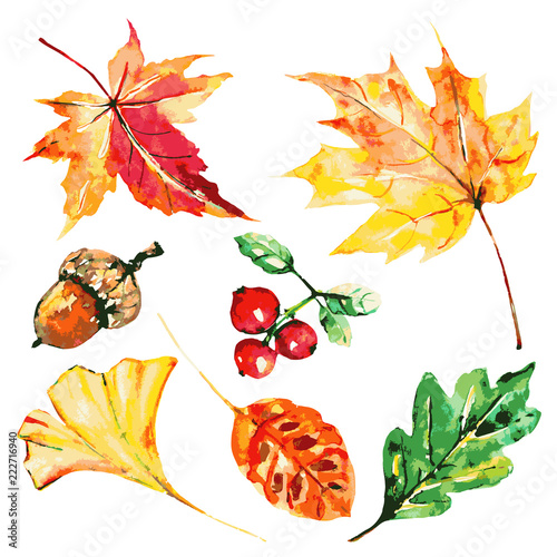 red autumn, autumn leaves , watercoloron a white © aboard