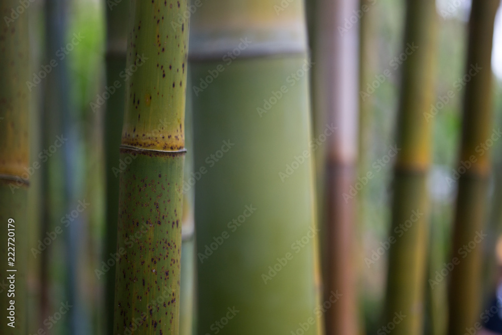 Bamboo3 Bamboo3