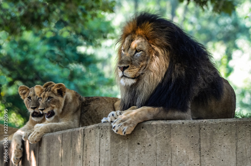 Male Lion   Cubs