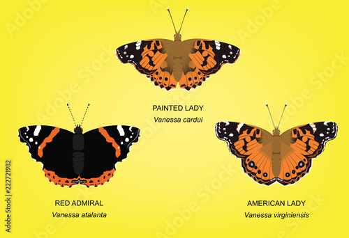 Butterfly Painted Lady Set Vector Illustration