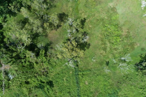 Forest growth trees,nature green forest backgrounds aerial view drone shot.