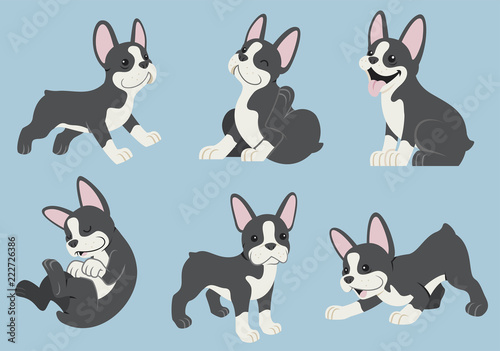 Fotografia boston terrier dog set