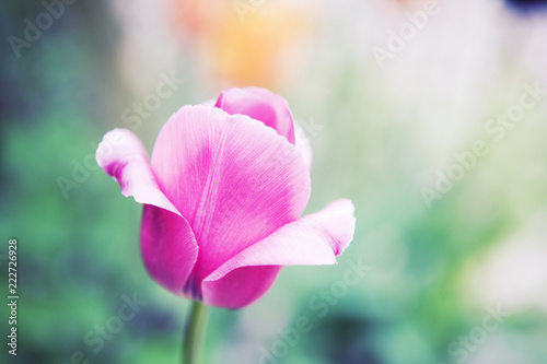 Blushing Tulip