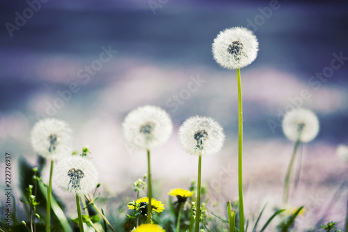 Dandelion Puffs