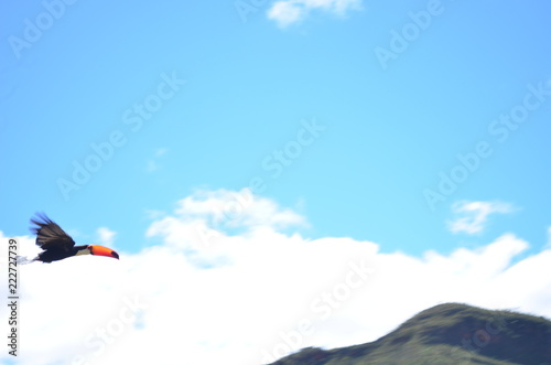 Foto Tucano