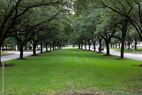 Line of Trees photo