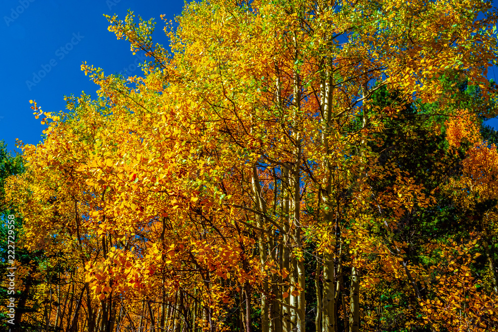 Beautiful Fall Hike in Aspens in Grand Lake, Colorado