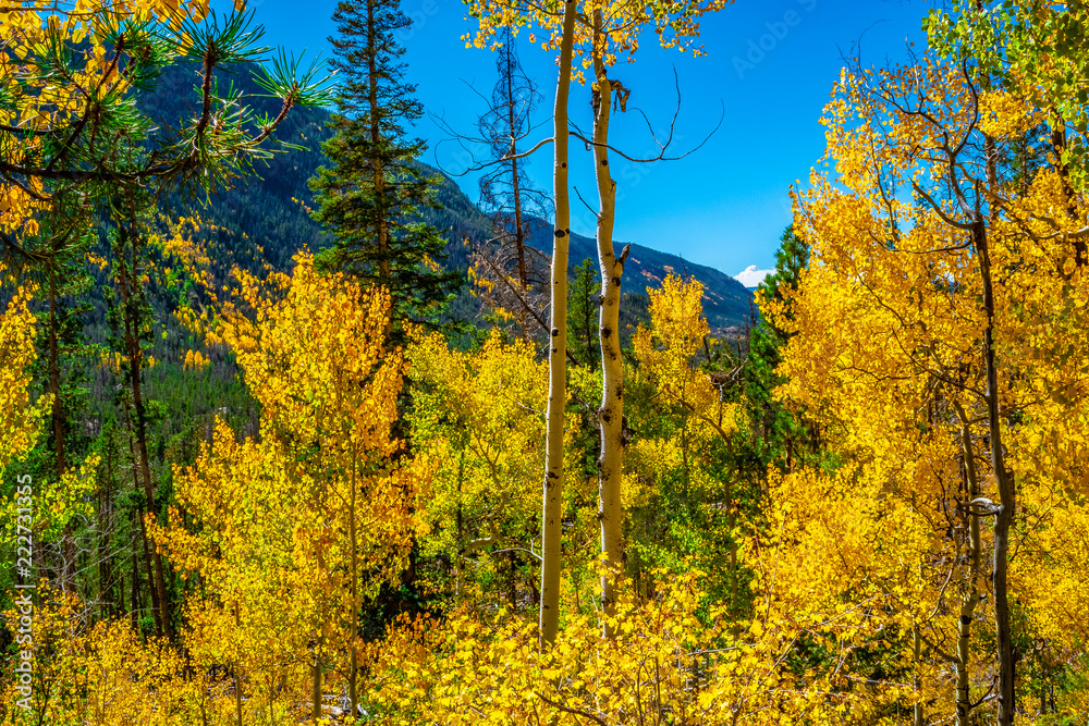Obraz premium Beautiful Fall Hike in Aspens in Grand Lake, Colorado
