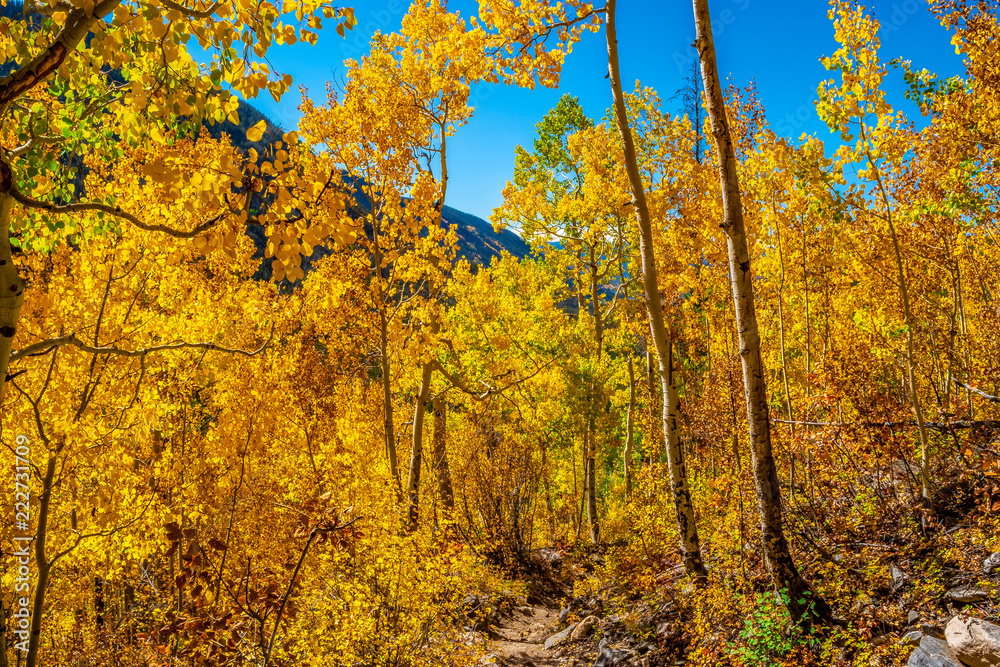 Fototapeta premium Beautiful Fall Hike in Aspens in Grand Lake, Colorado
