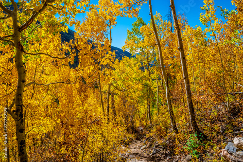 Fototapeta Naklejka Na Ścianę i Meble -  Beautiful Fall Hike in Aspens in Grand Lake, Colorado