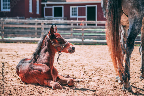 Red Foal