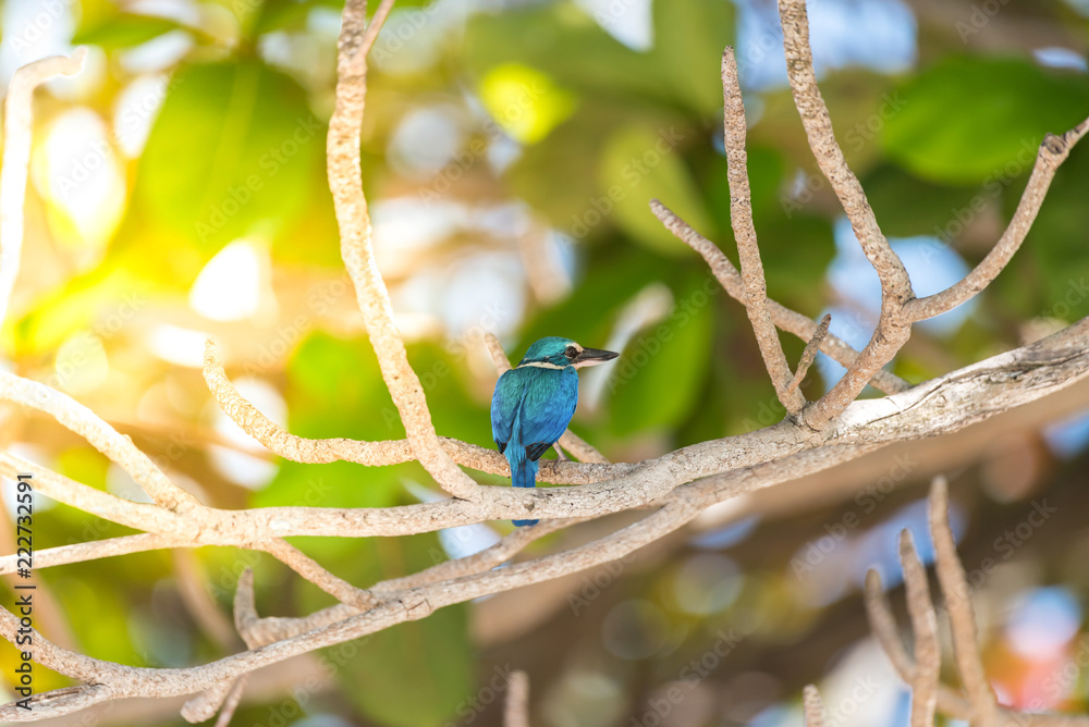 Bird (White-collared kingfisher) in a nature wild Bird (White-collared kingfisher) in a nature wild