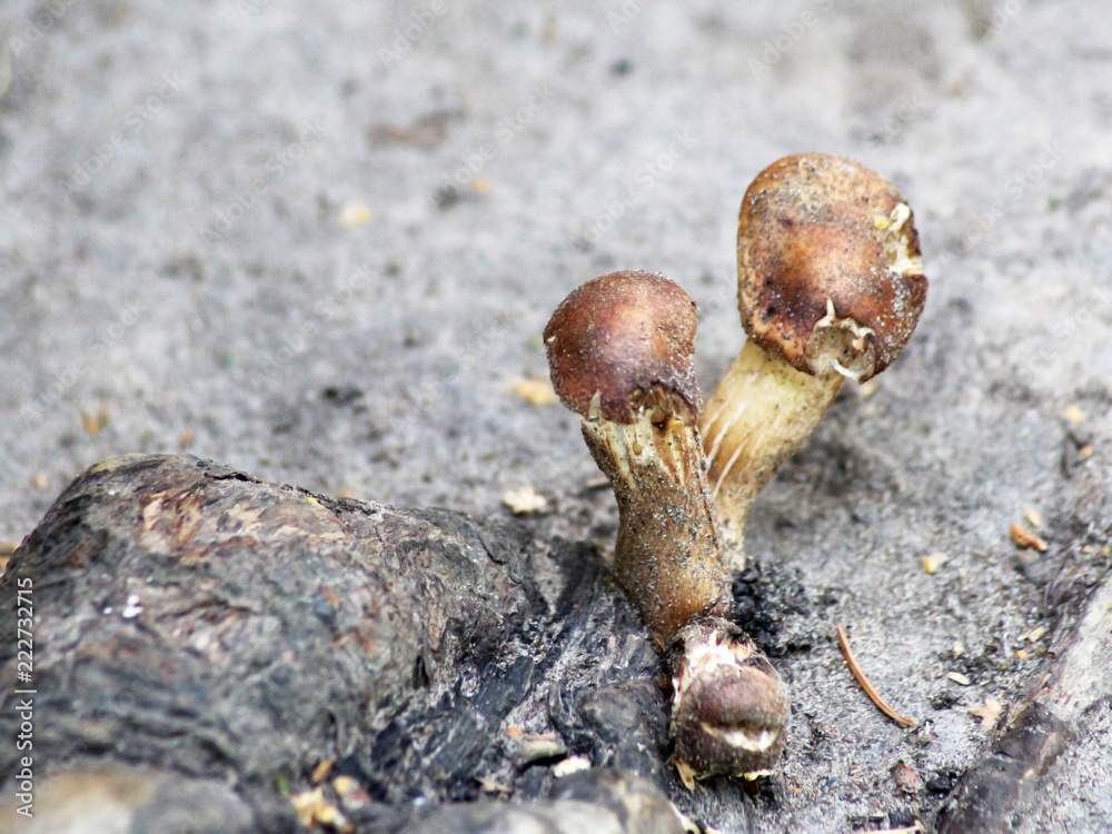 Beautiful autumn mushrooms, nature in the forest Beautiful autumn mushrooms, nature in the forest