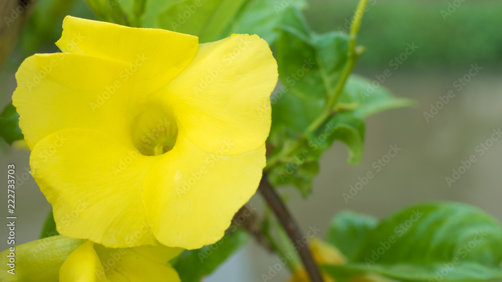 .Yellow flowers close up in nature