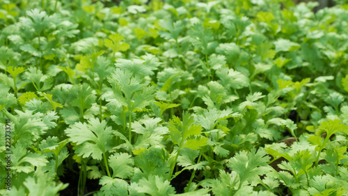 Green coriander leaves close-up