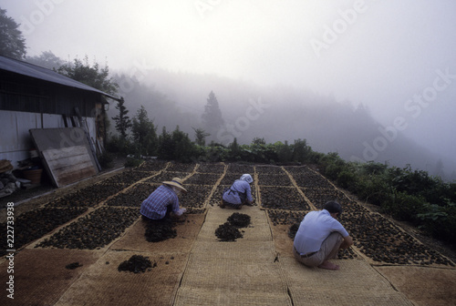 日本の伝統食品の碁石茶の製造風景、天日干し作業 photo