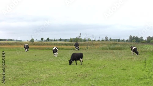 Several cows graze in the meadow. Field. Grass. Fence in the background.  Panning,Wide angle, photo