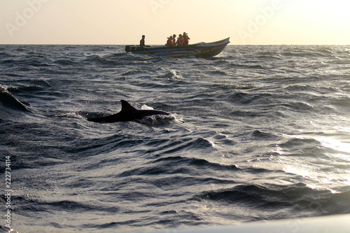 Fotografie In search of the group of dolphins in Trincomalee