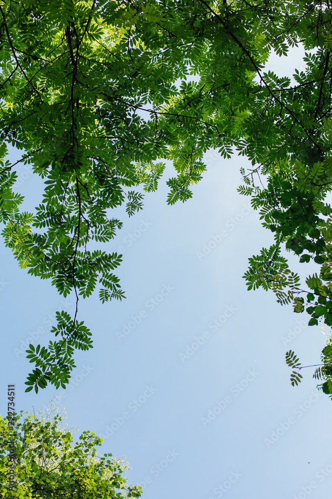 Fototapeta premium Different green leaves on the tree on sunny day