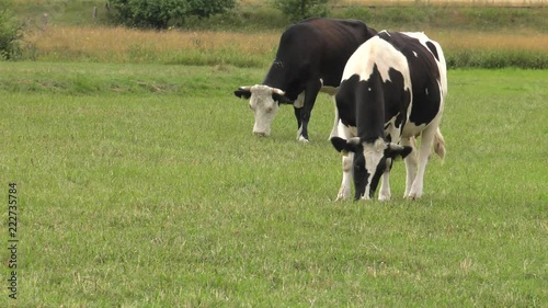 Several cows graze in the meadow. Field. Grass. Fence in the background.  Panning,Wide angle, photo