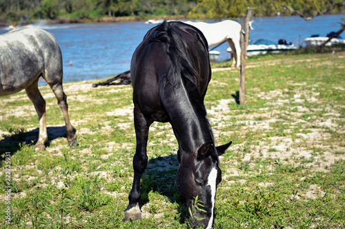 caballo comiendo cesped en el rio parana, Rosario, Argentina