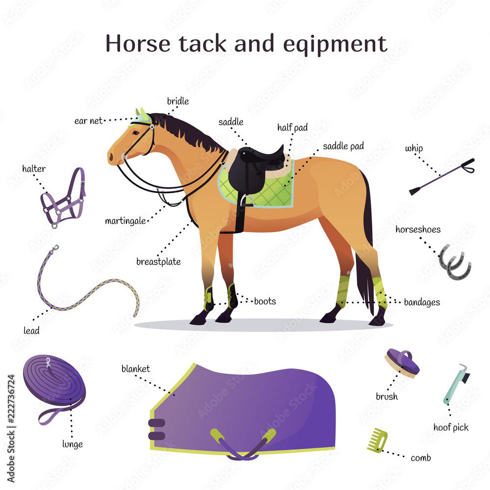 Vector Collection With Various Elements Of Horse Tack And Equipment 