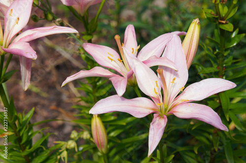 pink lily flowers in garden
