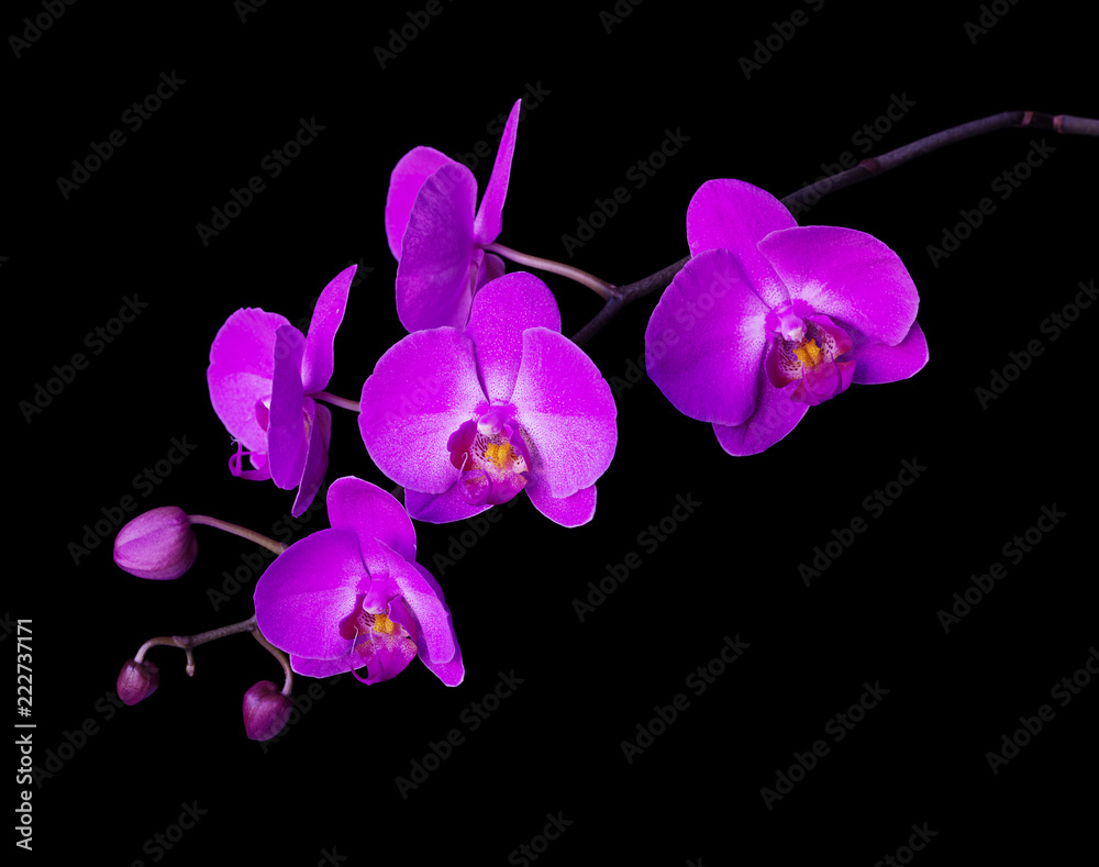 Pink flower on a black background Pink flower on a black background