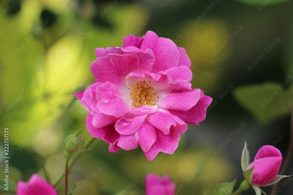 Fototapeta premium Petite rose sauvage