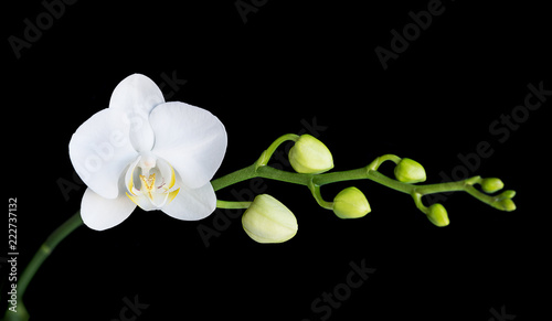 Fototapeta Naklejka Na Ścianę i Meble -  Moth orchid on black