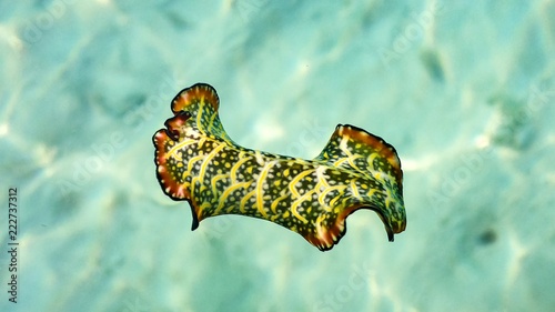 Colorful nudibranch sea slug hovering, spanish dancer, Maldives. photo