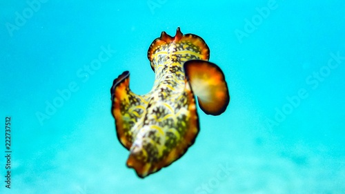 Colorful nudibranch sea slug hovering, spanish dancer, Maldives. photo