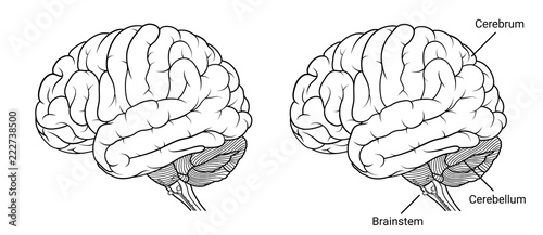 Fotografia Human brain anatomy Side view outline