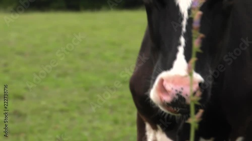 Several cows graze in the meadow. Field. Grass. Fence in the background.  Panning,Wide angle, photo