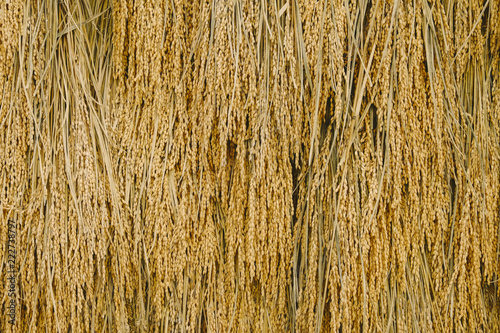  Harvest of rice photo