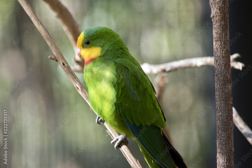 superb parrot