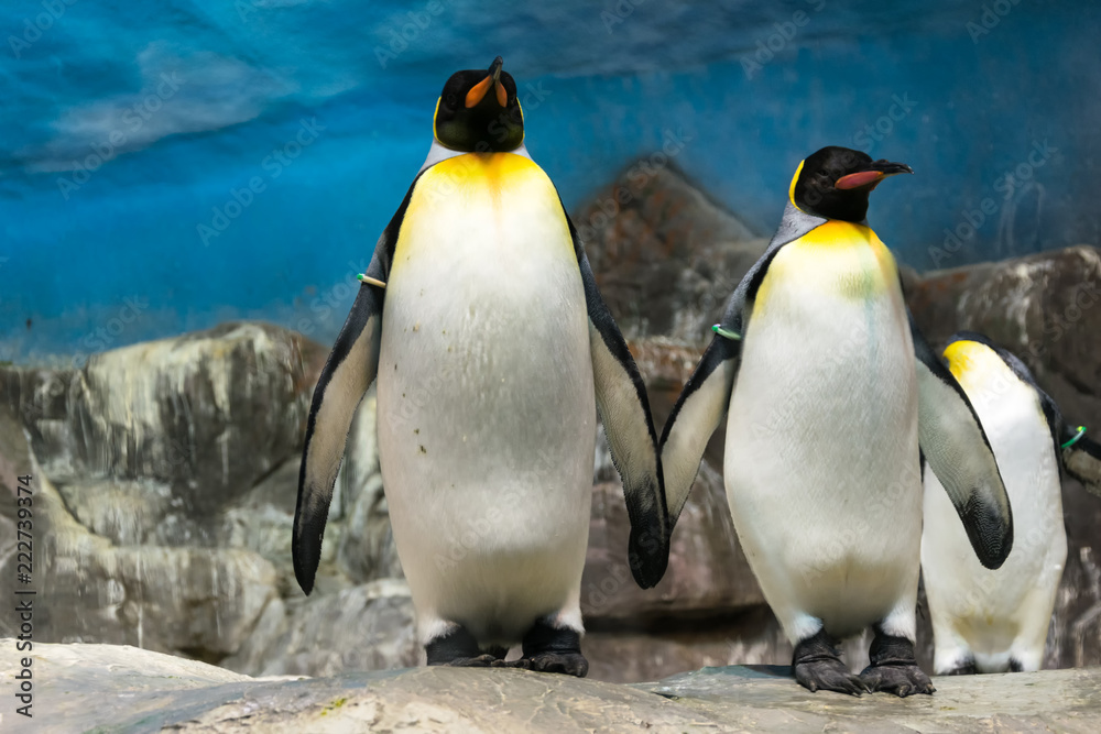Fototapeta premium Pingüinos
