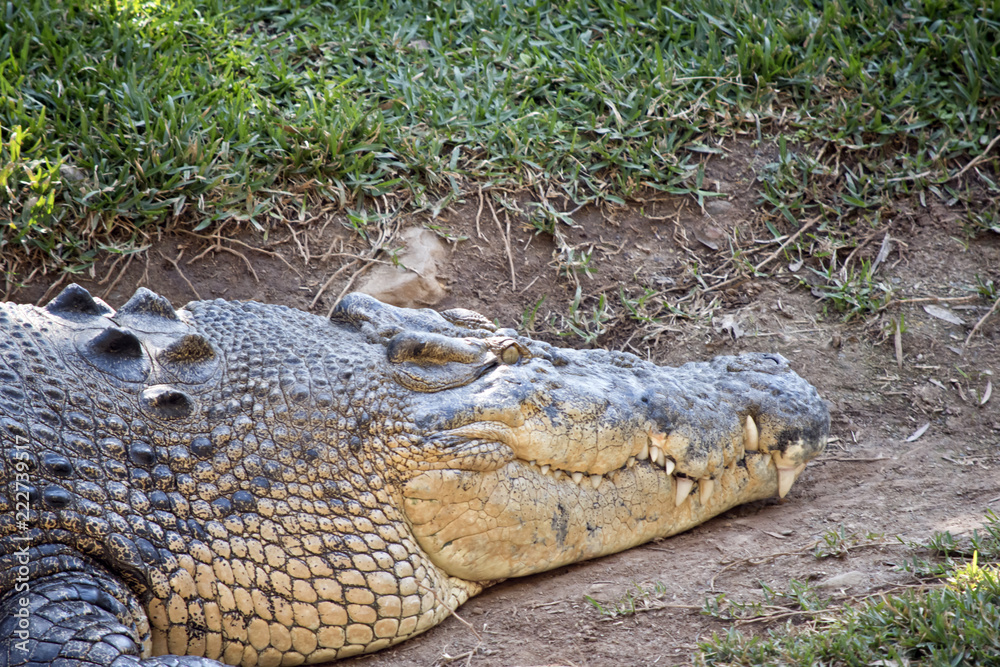 Obraz premium salt water crocodile