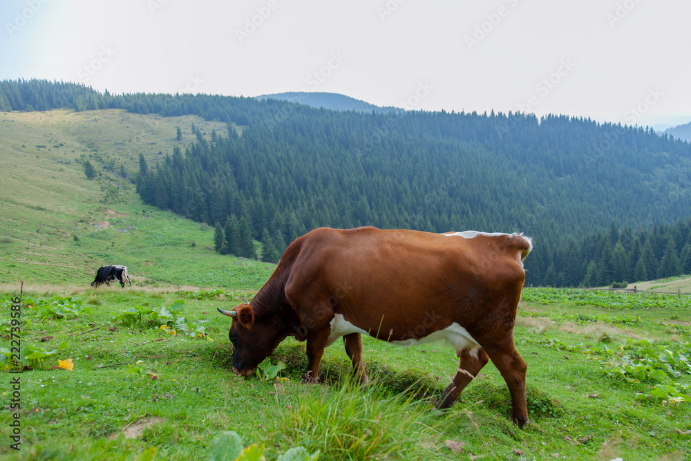 cows on a high mountain farm in summer cows on a high mountain farm in summer