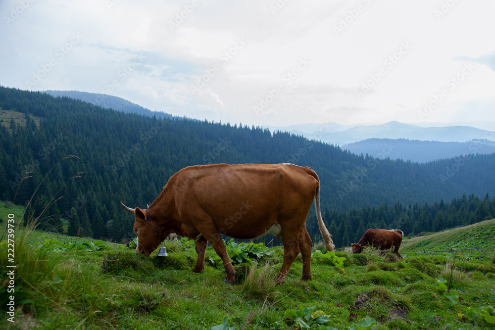 cows on a high mountain farm in summer cows on a high mountain farm in summer